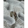 925 Sterling Silver Kamasutra Ring Size 6