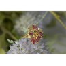 14K YELLOW GOLD SPINEL & DIAMONDS RING SIZE 10.5