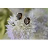 925 Sterling Silver Hessonite Stud Earrings
