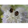 925 Sterling Silver Hessonite Stud Earrings